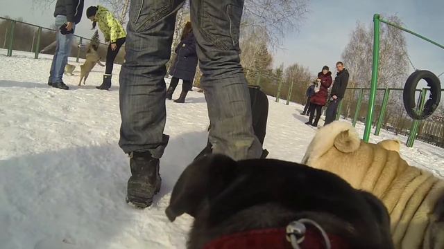 Лика & мОпсОпрогулки http://vk.com/clubmopsoprogulki смотреть онлайн