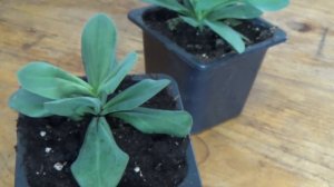 Прищипка эустомы