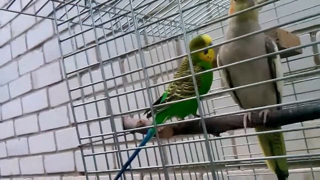 Кунгфу-кузя смотреть онлайн