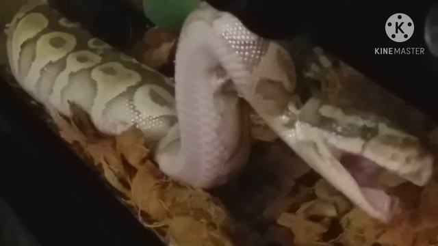 Как зевает питон. Королевский питон. смотреть онлайн