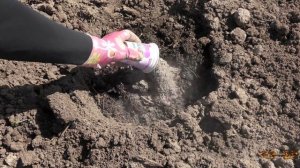 Выращивание арбузов от А до Я - 3 часть. Посадка арбузов в открытый грунт, что класть в лунку