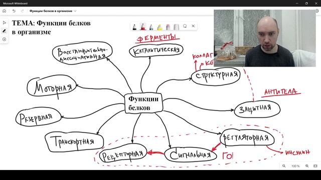 Каковы функции белков в организме? Душкин объяснит смотреть онлайн