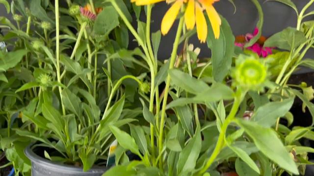 2022 Daylily Sale смотреть онлайн