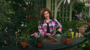 Жидкое удобрение "Агрикола" для комнатных цветов