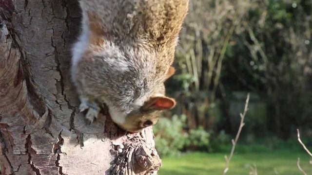 Чем отличаются черкесы от адыгов? смотреть онлайн