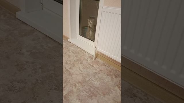 Буся просится домой смотреть онлайн