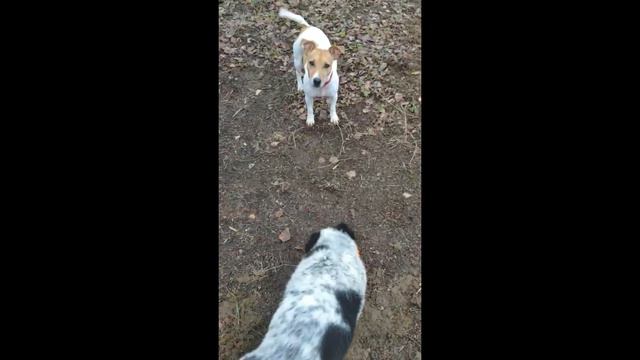 Весёлые Приветики от выпускников питомника. смотреть онлайн