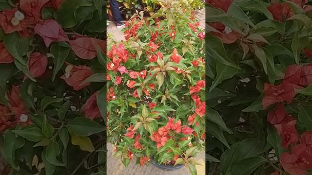 #BOUGAINVILLEA BUTTIANA смотреть онлайн