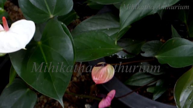 Mihikatha Anthurium Collection Episode 2