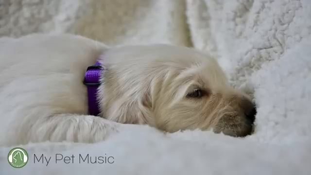 혼자있는 강아지를 위한 음악?강아지 외출시 음악?스트레스 해소음악(11시간) смотреть онлайн