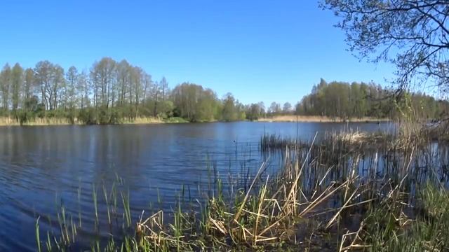 ПОКЛЁВА УДОЧКА В ДУГУ РУКИ ДРОЖАТ КТО ЭТО! КАРАСЬ ЛИНЬ Ловля на поплавок Рыбалка на поплавок. смотреть онлайн