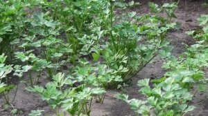 Как вырастить зелень укропа, кинзы, рукколы и петрушки уже в мае. Часть 2.