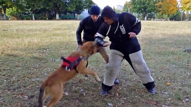 Ка де бо Защита | Сa de bou protection смотреть онлайн