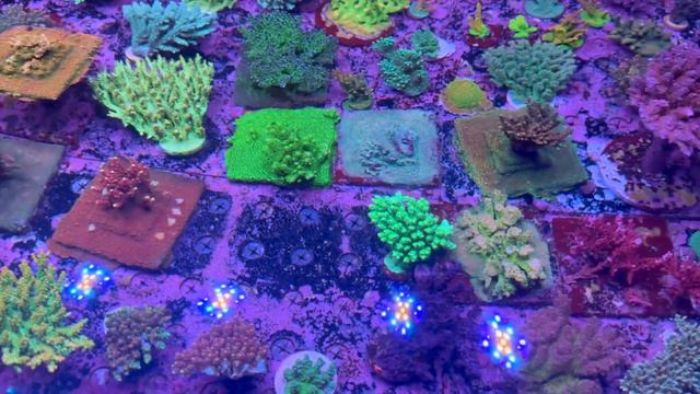Guided Tour - Aquamarine Aquaristic Melbourne