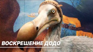 Ученые из США собираются «возродить» вымершую птицу Додо с острова Маврикий