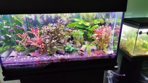 О древесном (активированном) угле в аквариуме