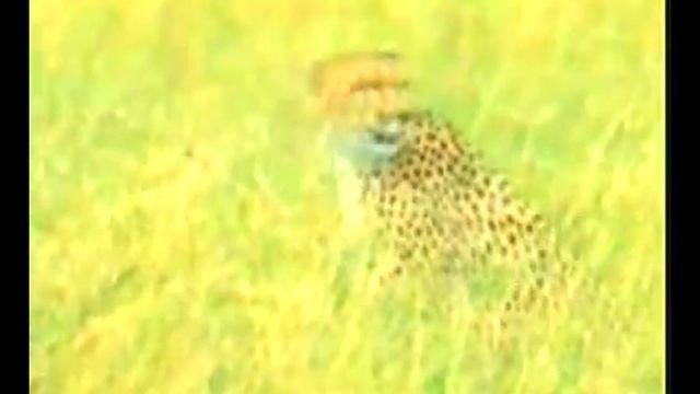 Забота гепарда о своем потомстве смотреть онлайн