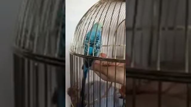 КАК ПРИРУЧИТЬ ВЗРОСЛОГО ВОЛНИСТОГО ПОПУГАЯ ЗА 2 ДНЯ (Прочитайте описание видео) смотреть онлайн