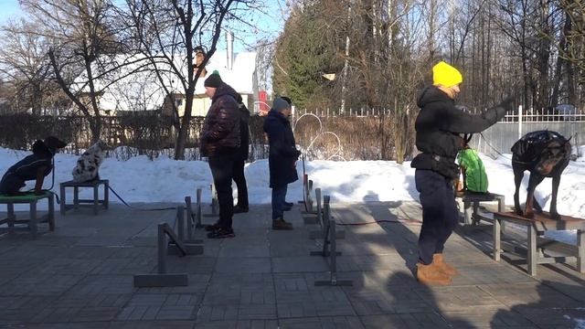 ДТ - 288. Молодые  активные собаки - давайте дружить?