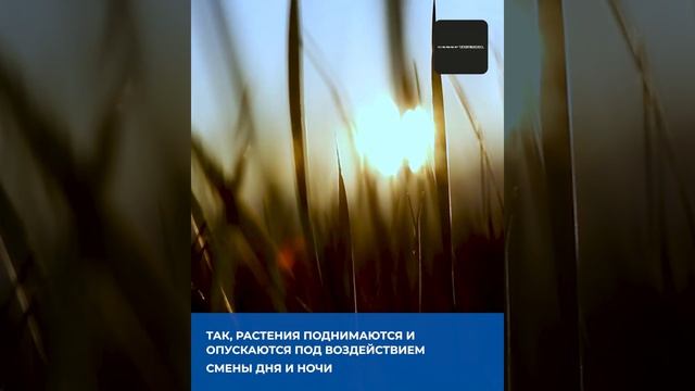 Приливы и отливы: как Луна влияет на жизнь Земли смотреть онлайн
