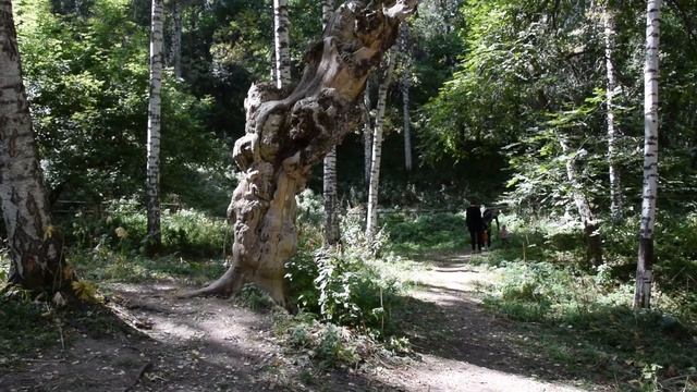 Достопримечательности Алматы /// Березовая роща смотреть онлайн