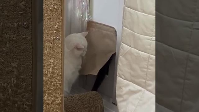 video_22@30-01-2021_10-23-15.mp4 смотреть онлайн