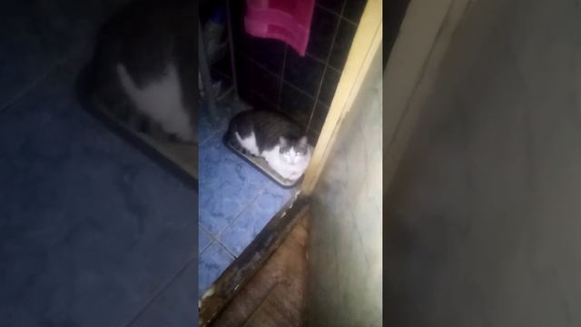 почему кошка не ходит в лоток смотреть онлайн