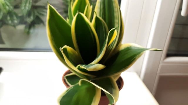 Сансевиерия Ханни Крео#сансевиерия #сансевиерияханникрео #котыицветы #Sansevieria #桑塞维里亚 смотреть онлайн