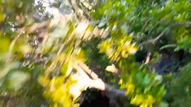 Pieris japonica basics / Andromeda plants смотреть онлайн