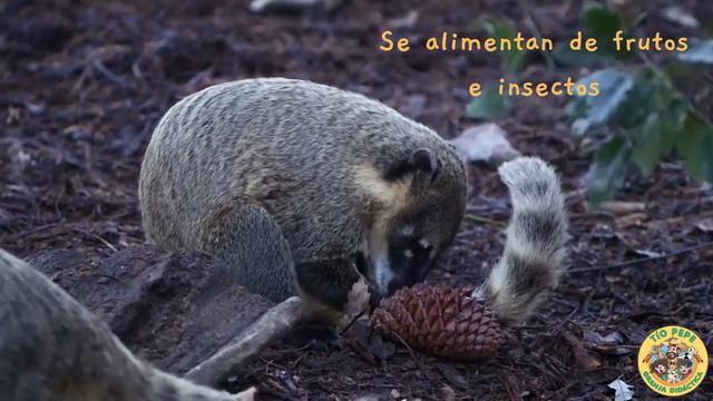 Conoce al Coatí