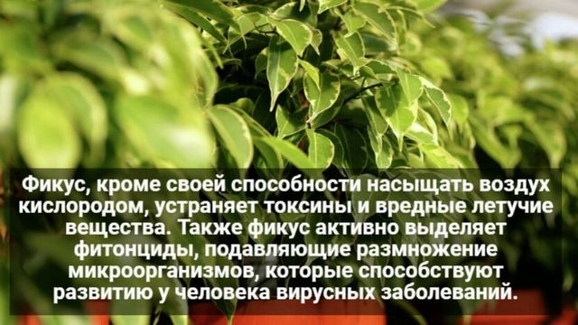 САМЫЕ ПОЛЕЗНЫЕ КОМНАТНЫЕ РАСТЕНИЯ ДЛЯ ВЫРАЩИВАНИЯ В ДОМАШНИХ УСЛОВИЯХ смотреть онлайн