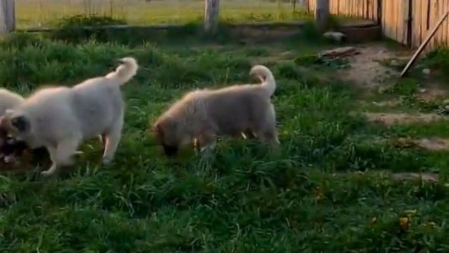 Копия видео Питомник "Тверской Исток" смотреть онлайн