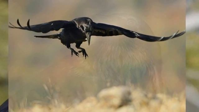 CORVO - CORVUS CORAX смотреть онлайн