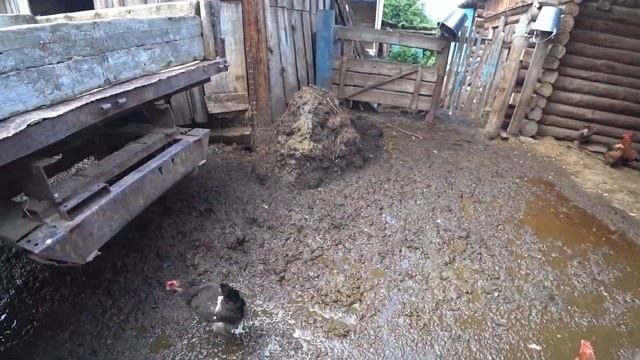 Вывелись ласточки и трактор и навоз. смотреть онлайн