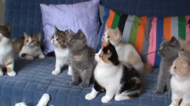 Британские котята из питомника Bastet-a-tet смотреть онлайн