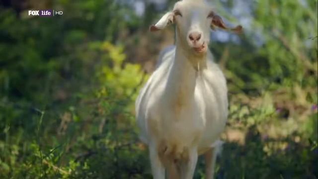 Готовим быстро и легко с Джейми Оливером. #вкусно #еда #готовимдома #cofotood #суперсезон #lifegood