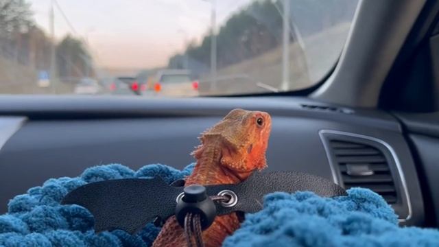 Плюсы и минусы бородатый агамы-БОРОДАТАЯ АГАМА ??￼ смотреть онлайн