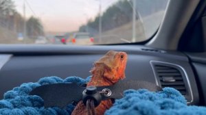 Плюсы и минусы бородатый агамы-БОРОДАТАЯ АГАМА ??￼