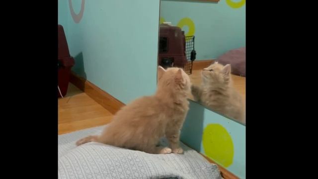 Kitten admiring himself in the mirror смотреть онлайн
