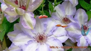 Клематис крупноцветковый Иван Олсон ? обзор: как сажать, саженцы клематиса Иван Олсон