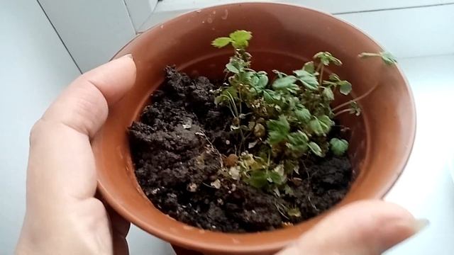 Готовлю окорочка. Пересадила цветы. Жить дешево и сердито. смотреть онлайн