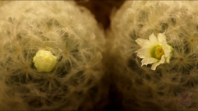 Кактус Маммиллярия | Цветение | Таймлапс смотреть онлайн