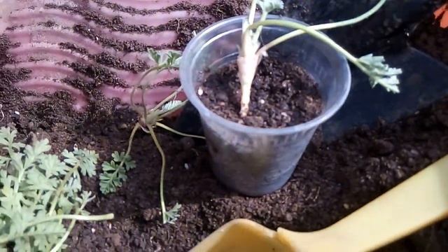 Размножение Аистника золотистого. смотреть онлайн