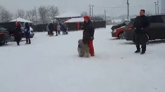 ВОЛШЕБНЫЙ СЕЙД бобтейл Джени смотреть онлайн