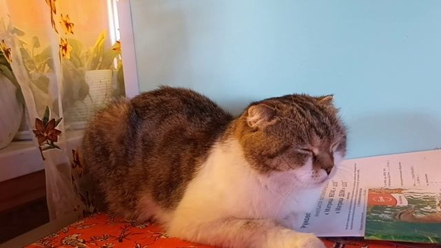 14 мая Рынок. Торгуем на рынке. Сколько наторговали? Как поживают наши новые питомцы? смотреть онлайн