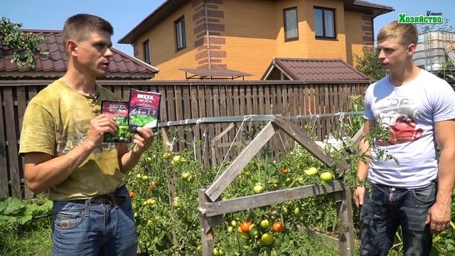 Что сделать, чтобы были сладкие помидоры? Нормы полива томатов смотреть онлайн