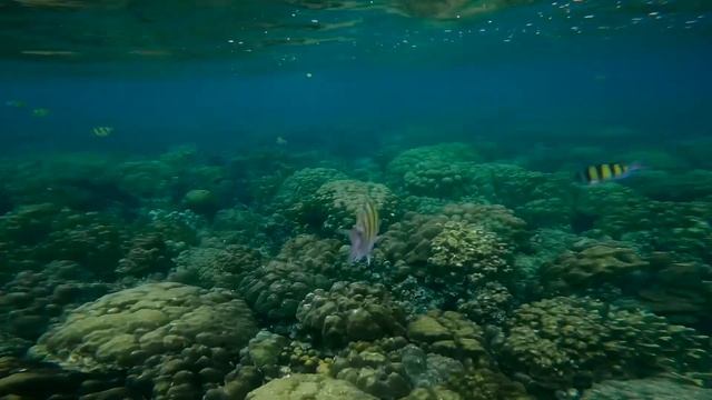 2 semaines dans les îles de Thaïlande смотреть онлайн