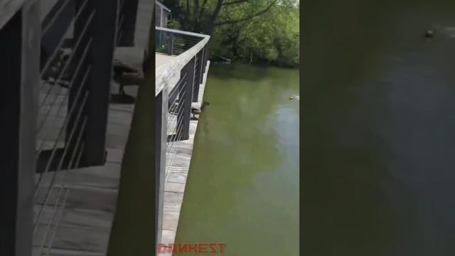 мама утка учит своих утят плавать в воде смотреть онлайн