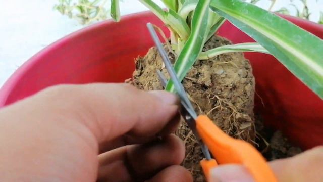 chlorophytum planta lazo cuidados CHUYITO JARDINERO смотреть онлайн