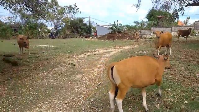 [#КА] коровы на Бали. Животные на острове смотреть онлайн